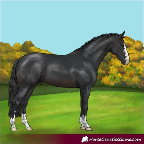 Horse Color:Brown 