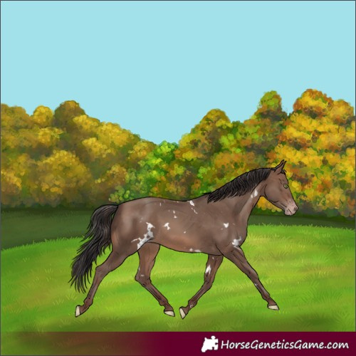 Horse Color:White Spotted Sable Champagne 