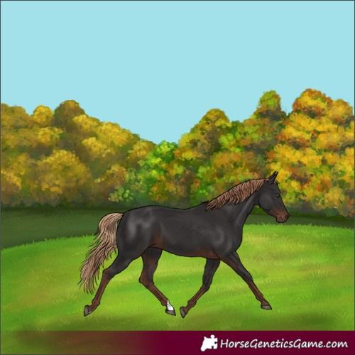 Horse Color:Liver Chestnut 