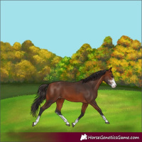 Horse Color:Bay Sabino Varnish