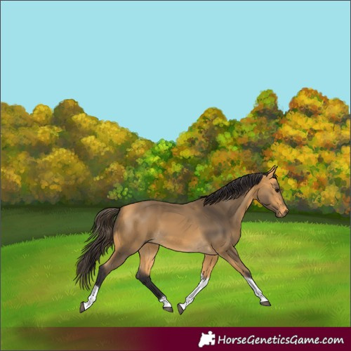Horse Color:Buckskin Tobiano 
