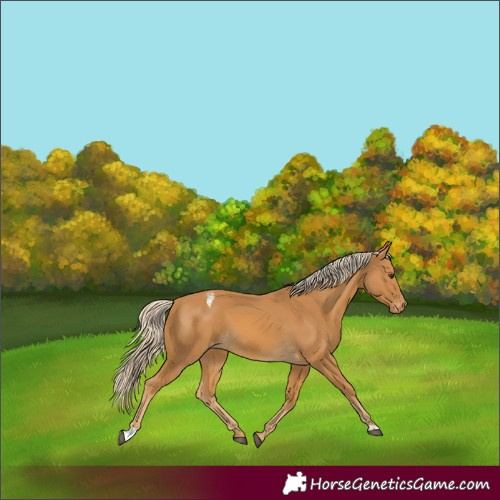 Horse Color:Palomino Varnish