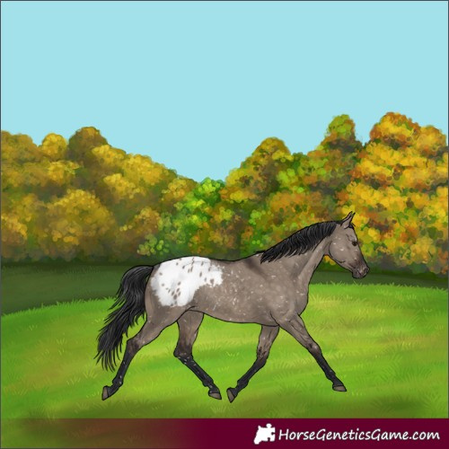 Horse Color:Brown Dun Blanket Rabicano 