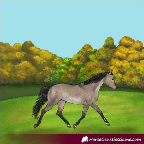 Horse Color:Brown Dun