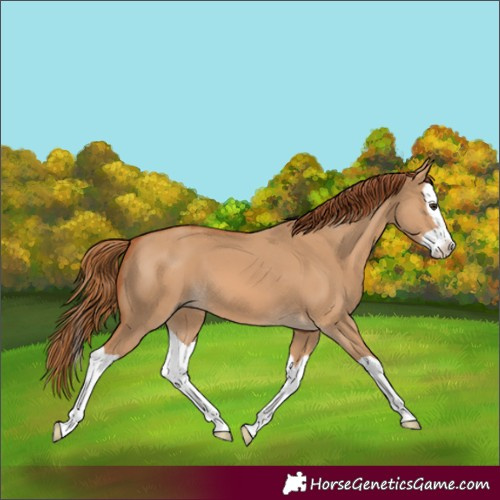Horse Color:Red Dun Splash