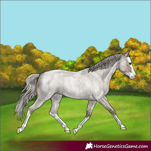 Horse Color:Silver Grullo Roan Splash Rabicano