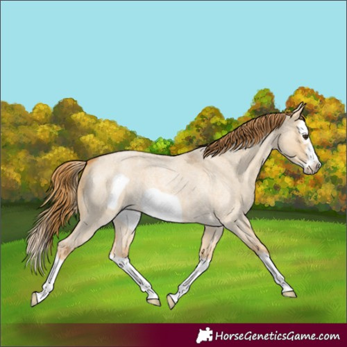 Horse Color:Red Dun Roan Splash Frame 