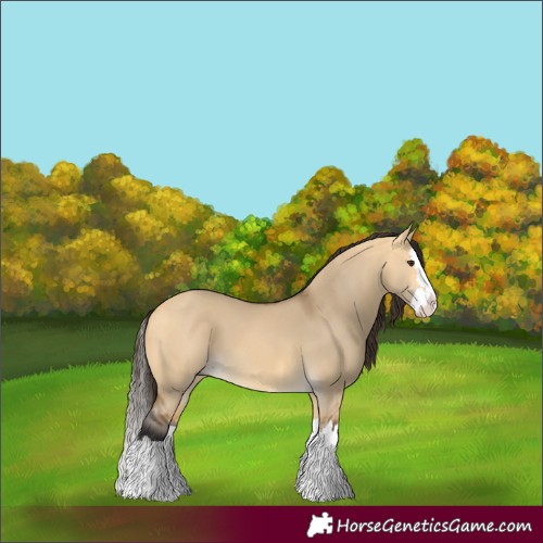 Horse Color:Buckskin Dun Splash 