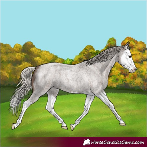 Horse Color:Silver Blue Roan Splash 