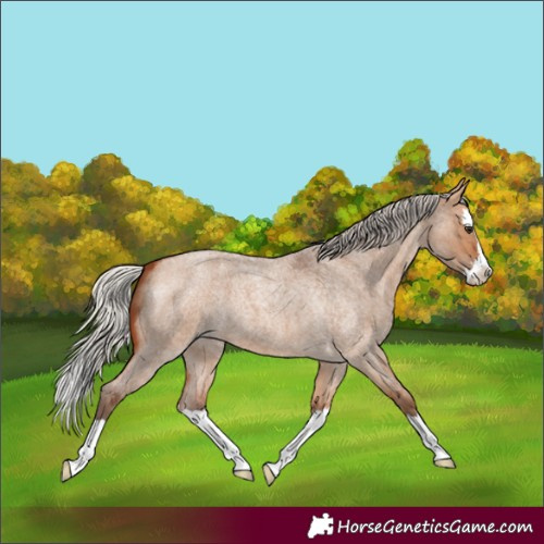 Horse Color:Silver Bay Roan Dun Splash