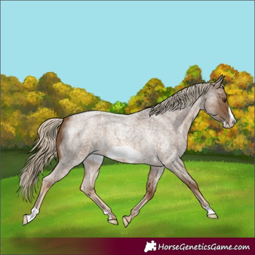 Horse Color:Chocolate Palomino Roan Frame