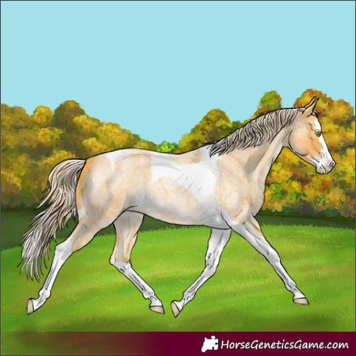 Horse Color:Palomino Roan Splash Tobiano 