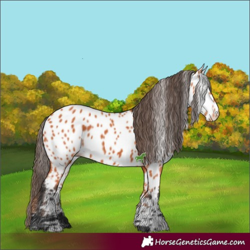 Horse Color:Bay Near Leopard