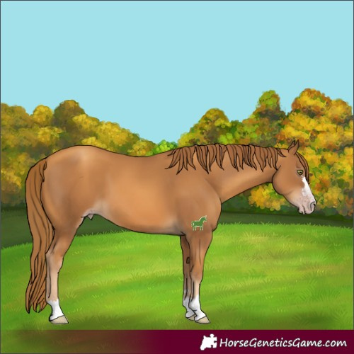 Horse Color:Gray Gold Champagne