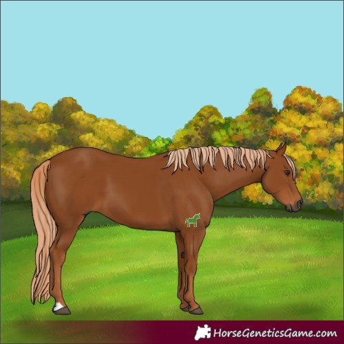 Horse Color:Gray Chestnut