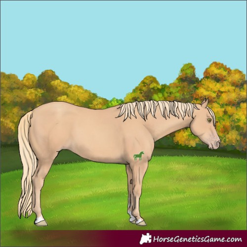 Horse Color:Gold Champagne 