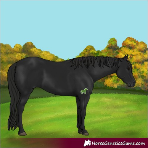 Horse Color:Gray Black 