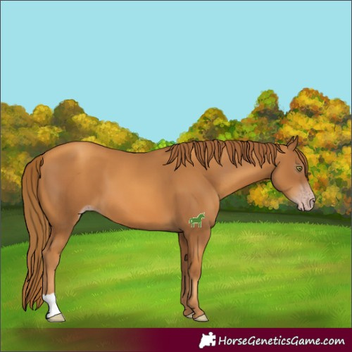 Horse Color:Gray Gold Champagne 