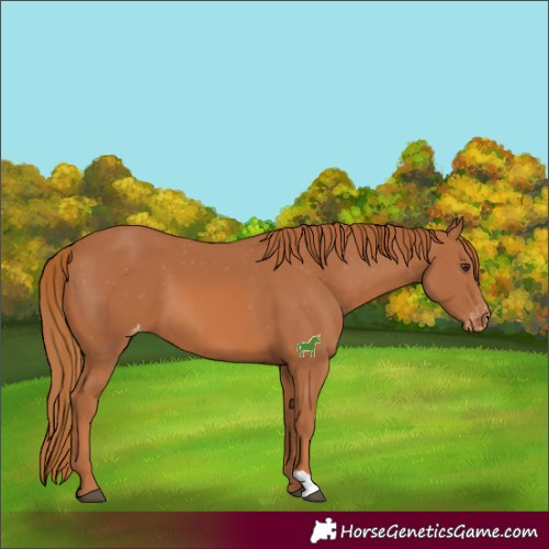 Horse Color:Chestnut Varnish 