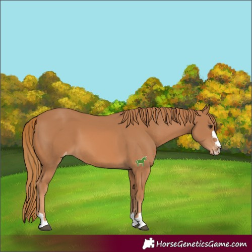 Horse Color:Chestnut Varnish