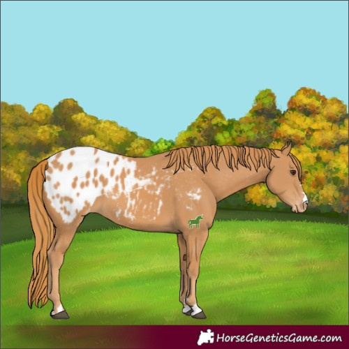 Horse Color:Chestnut Blanket
