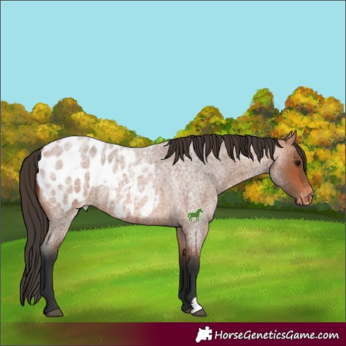 Horse Color:Bay Roan Blanket