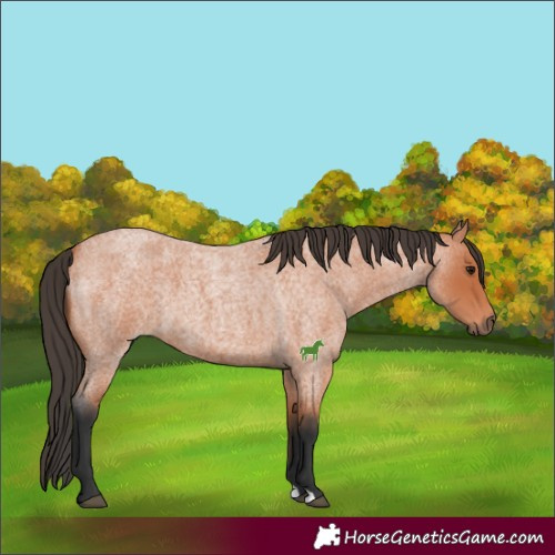 Horse Color:Bay Roan