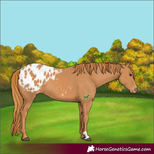 Horse Color:Chestnut Blanket