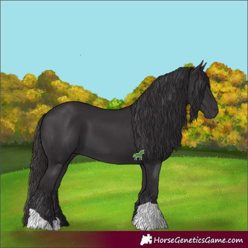 Horse Color:Smoky Black