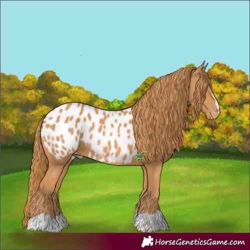Horse Color:Chestnut Near Leopard