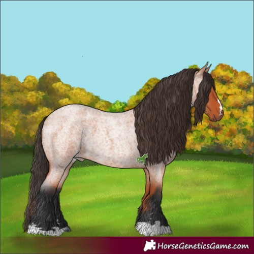Horse Color:Bay Roan
