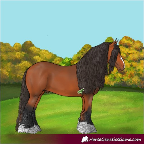 Horse Color:Bay 