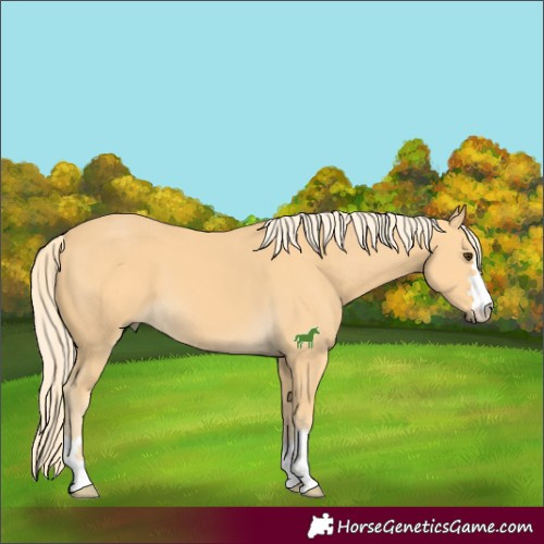Horse Color:Palomino