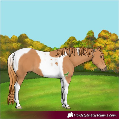 Horse Color:Chestnut Tobiano