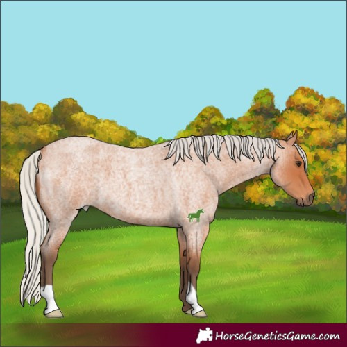 Horse Color:Silver Bay Roan 