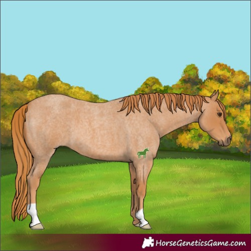 Horse Color:Red Roan