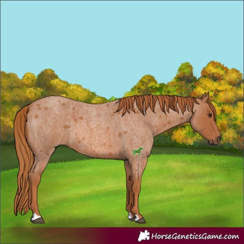 Horse Color:Red Roan