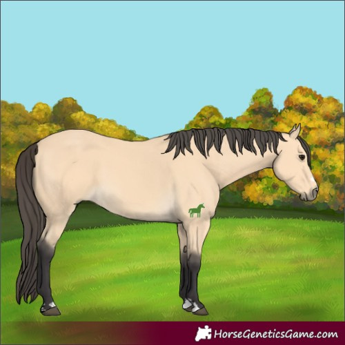 Horse Color:Buckskin