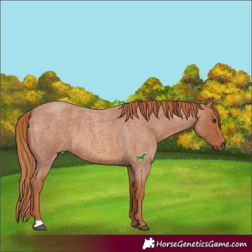 Horse Color:Red Roan 