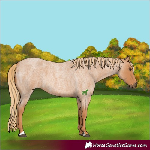 Horse Color:Red Roan 