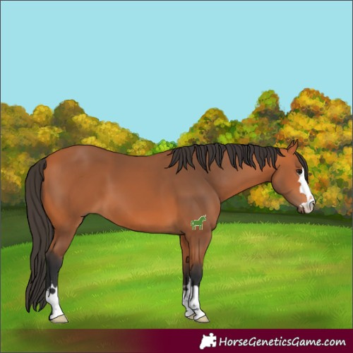 Horse Color:Bay 