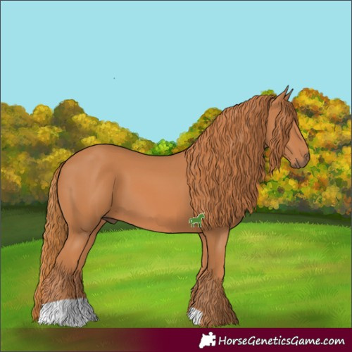 Horse Color:Chestnut 