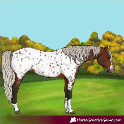 Horse Color:Gray Silver Bay Appaloosa Rabicano