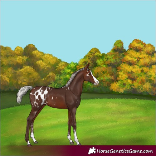 Horse Color:White Spotted Silver Brown Sabino Splash Appaloosa 