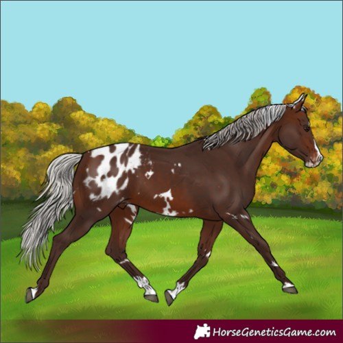 Horse Color:White Spotted Silver Brown Splash Appaloosa