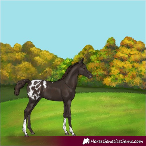 Horse Color:Liver Chestnut Tobiano Appaloosa