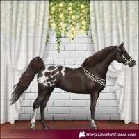 Horse Color:Liver Chestnut Tobiano Blanket 