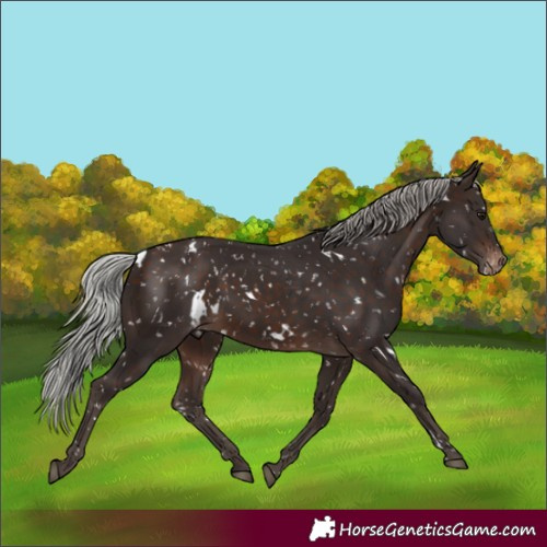Horse Color:White Spotted Silver Brown Appaloosa