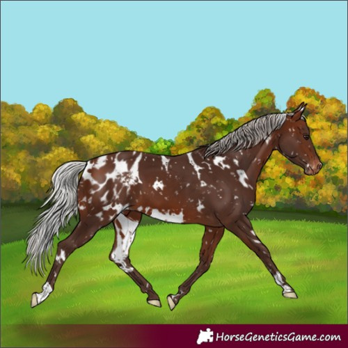 Horse Color:White Spotted Silver Brown Appaloosa 