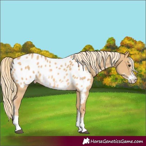 Horse Color:Palomino Dun Sabino Appaloosa Rabicano